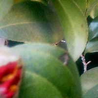 �t�̗\���������