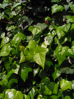 壁にぎっしり生えている植物の緑